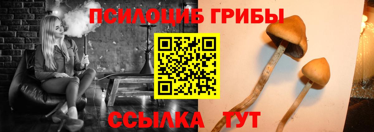 Галлюциногенные грибы Psilocybine cubensis Кизляр